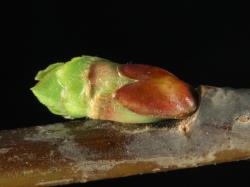 Salix pentandra. Flower bud scale and emerging cataphylls.
 Image: D. Glenny © Landcare Research 2020 CC BY 4.0